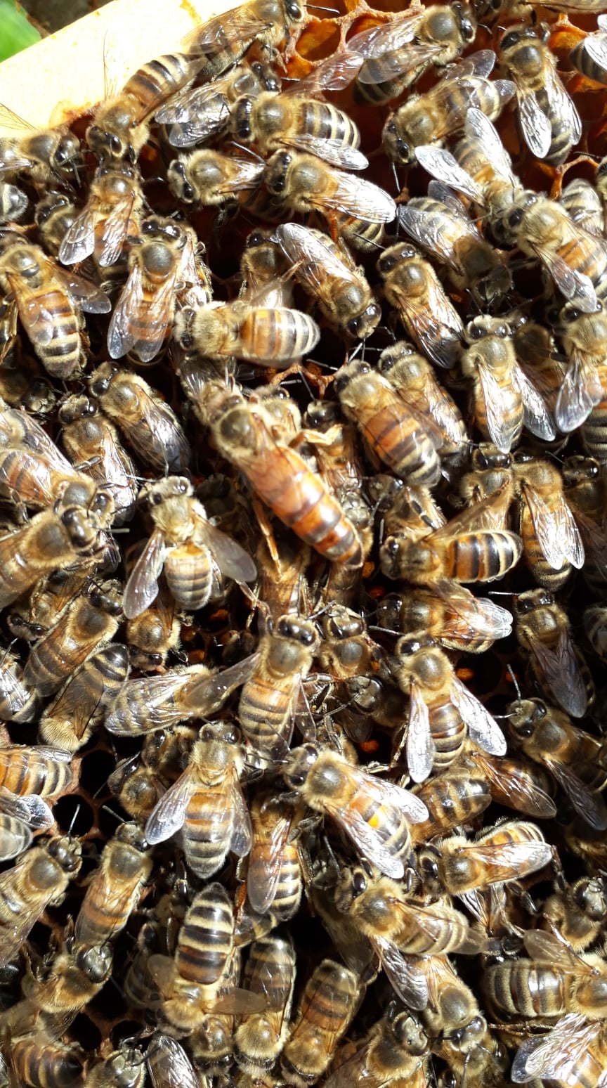 abeilles_burgaud