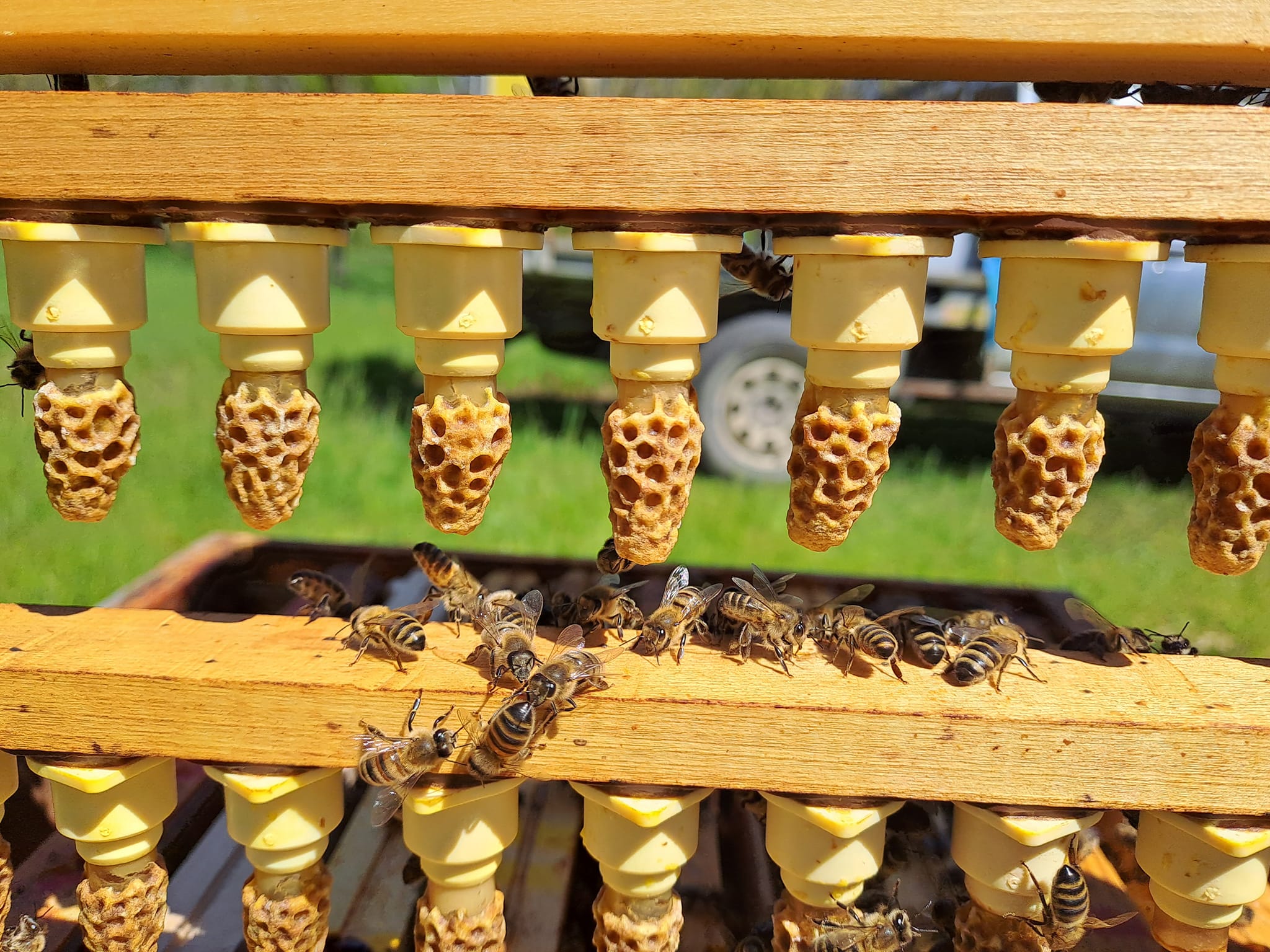 abeilles_ferme_du_burgaud